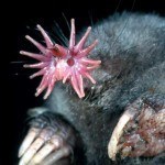 Fotos de animales raros17