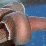 Fotos de animales raros178