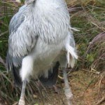 Fotos de animales raros2
