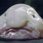 Fotos de animales raros4