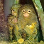 Fotos de animales raros5