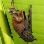 Fotos de animales raros6