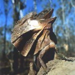 Fotos de animales raros7