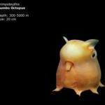 Fotos de animales raros8