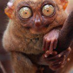 Fotos de animales raros9