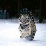 Tigre siberiano