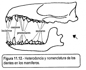 dentición-animales-omnivoros