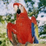 guacamayo