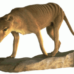 lobo de tasmania