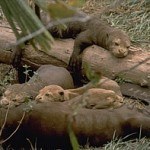 nutria gigante