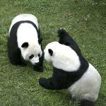 oso panda gigante
