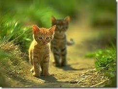 gatos gatos