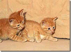 gatos (1) gatos (1)