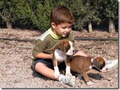 perros2