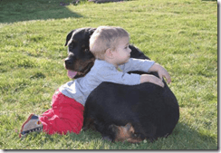 perros3