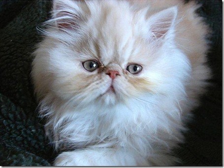 cuidados de pelo del gato