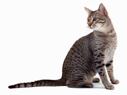gato mau