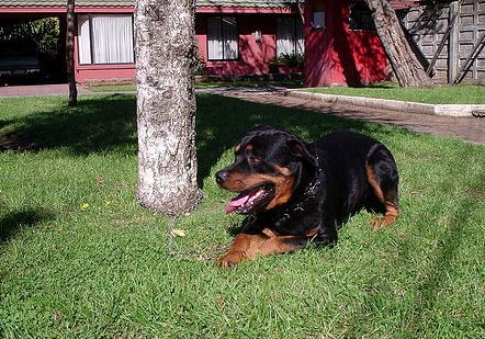perro echado