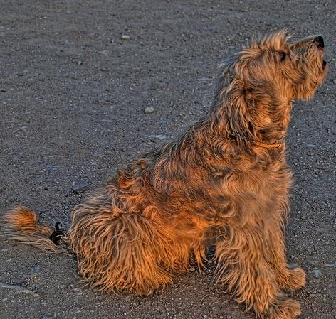 perro sienta