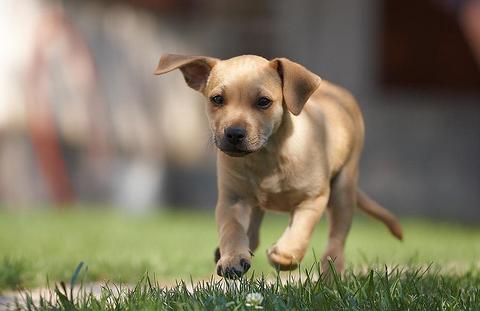perro viene al llamado