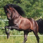 andaluz andaluz