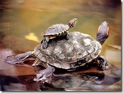 tortugas_acuaticas_02