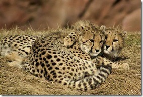 leopardo2