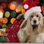 Wallpapers Christmasanimal21280
