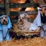 nacimiento-perros