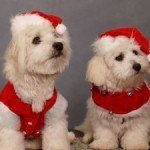 perros-navideños