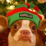 pet-holiday-postcards-2
