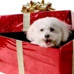 regalos