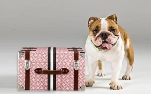 viajar con mascotas