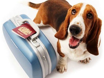 viajes con mascotas
