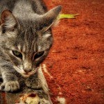 gato1