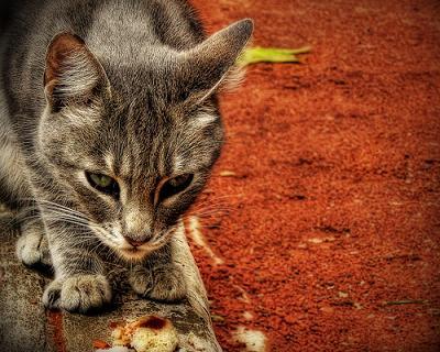 gato1 gato1