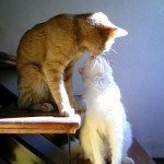 gato10