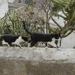 gato2