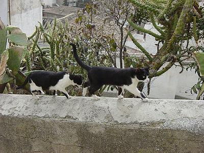 gato2 gato2