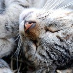 gato3