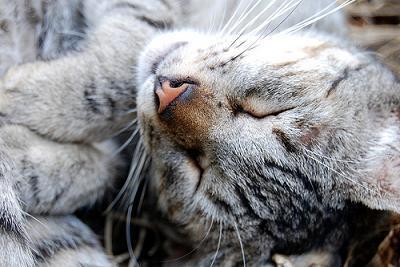 gato3 gato3