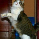 gato4