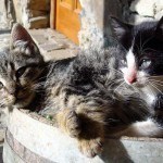 gato5