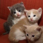 gato6
