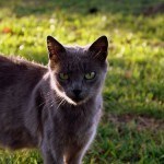 gato7