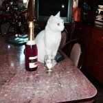 gato9