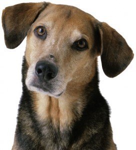 nombre perro2