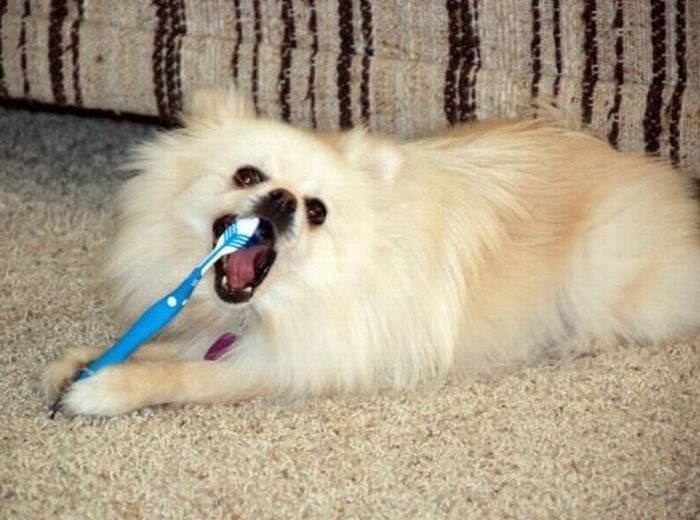 limpiar dientes perros