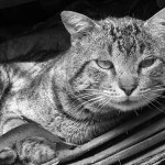 conducta gatos2