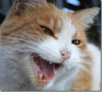 conducta GATOS